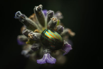 Close-up of purple flowering plant against black background