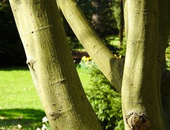 Close-up of tree trunk