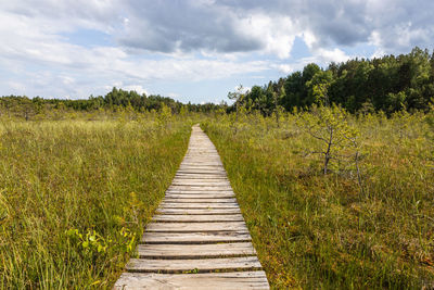 Wooden trail leading along swamp surrounded by forest. swampy land and wetland, marsh, bog