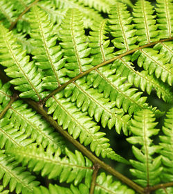 Full frame shot of fern leaves