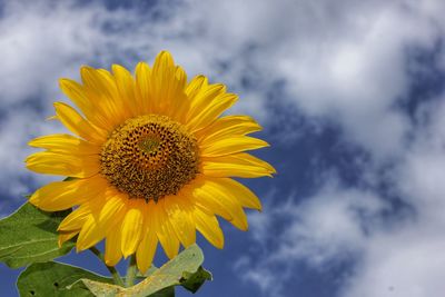 Close-up of sunflower against cloudy sky