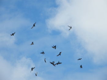 Low angle view of birds flying against sky