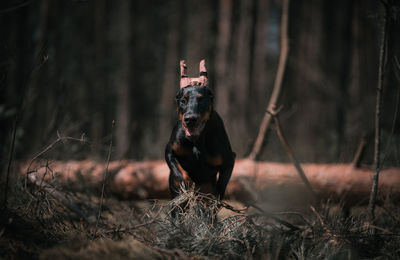 Dog running on field