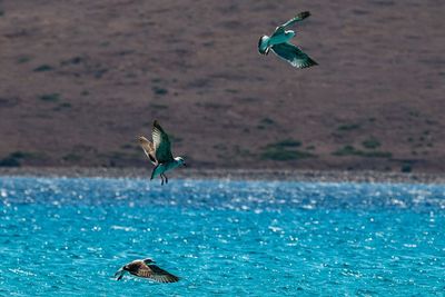 Seagulls flying over sea