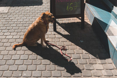 Portrait of brown dog by menu on footpath during sunny day