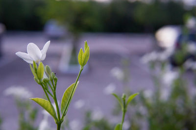 Close-up of white flowering plant