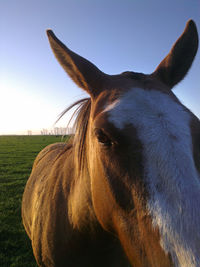 Close-up of horse on field against clear sky