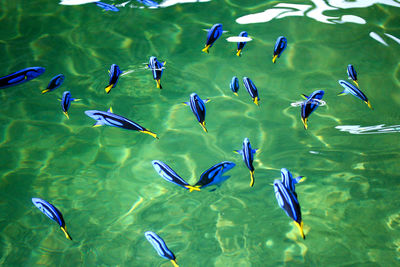 View of birds in sea