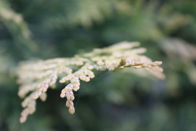 Close-up of flowering plant