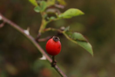 Close-up of red berries on plant