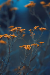 Close-up of plant