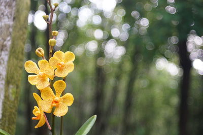 Close-up of yellow flowers on tree