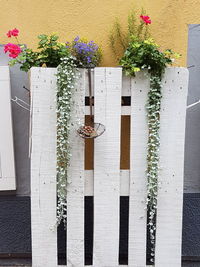 Flower plants growing on building wall