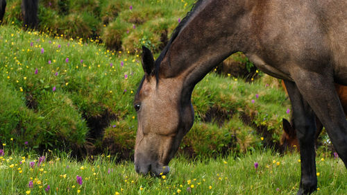 Horse grazing on field