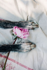 High angle view of dog on bed