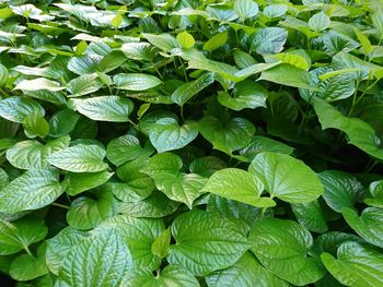 Full frame shot of leaves