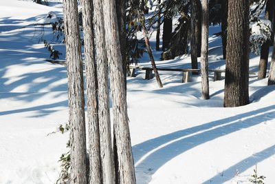 Scenic view of frozen trees on field during winter