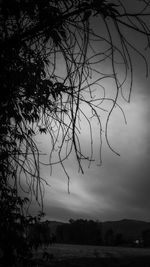 Bare trees against sky at sunset