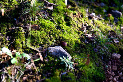 Moss covered rocks in forest