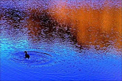 Reflection of trees in water