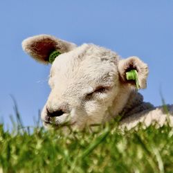 Close-up of a dog on field