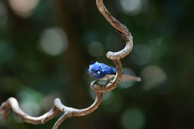 branch