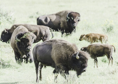 Sheep in a field