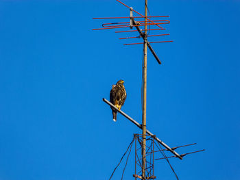 Low angle view of bird perching on pole against clear blue sky