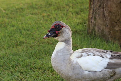 Close-up of duck on field