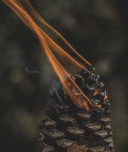 Close-up of burning pine cone