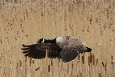 Close-up of a canada goose  flying