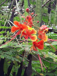 Close-up of orange flowering plant