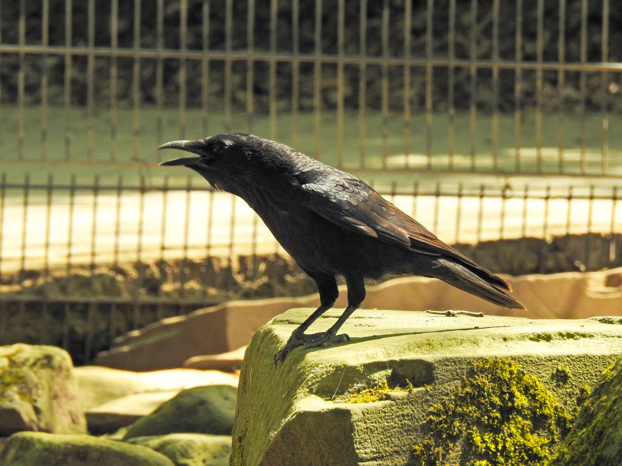 SIDE VIEW OF BIRD PERCHING ON A FENCE