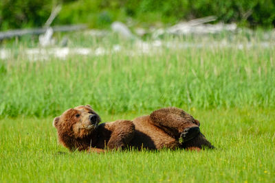 Bear relaxing on field