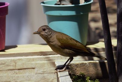 Close-up of bird perching on railing