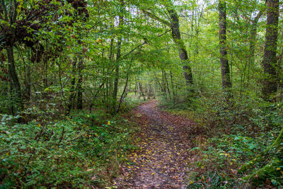 Footpath amidst trees in forest