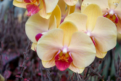 Close-up of yellow flowering plant on field