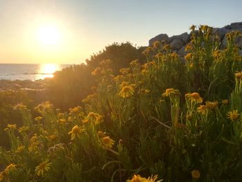 Scenic view of sea against sky during sunset