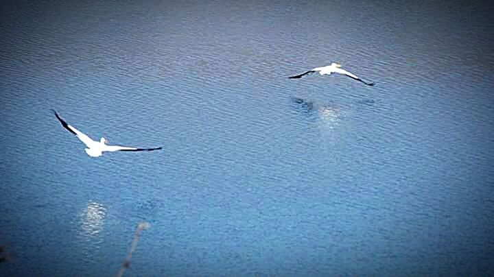 Birds flying over water