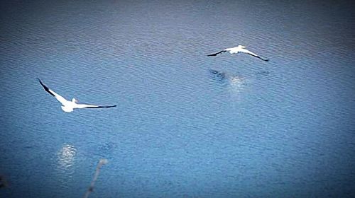 Birds flying over white background