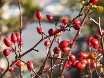 Close-up of red berries growing on tree