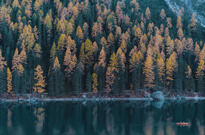 Reflection of trees in forest during autumn