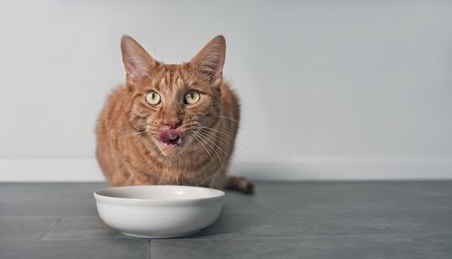 Close-up portrait of cat on table against white background