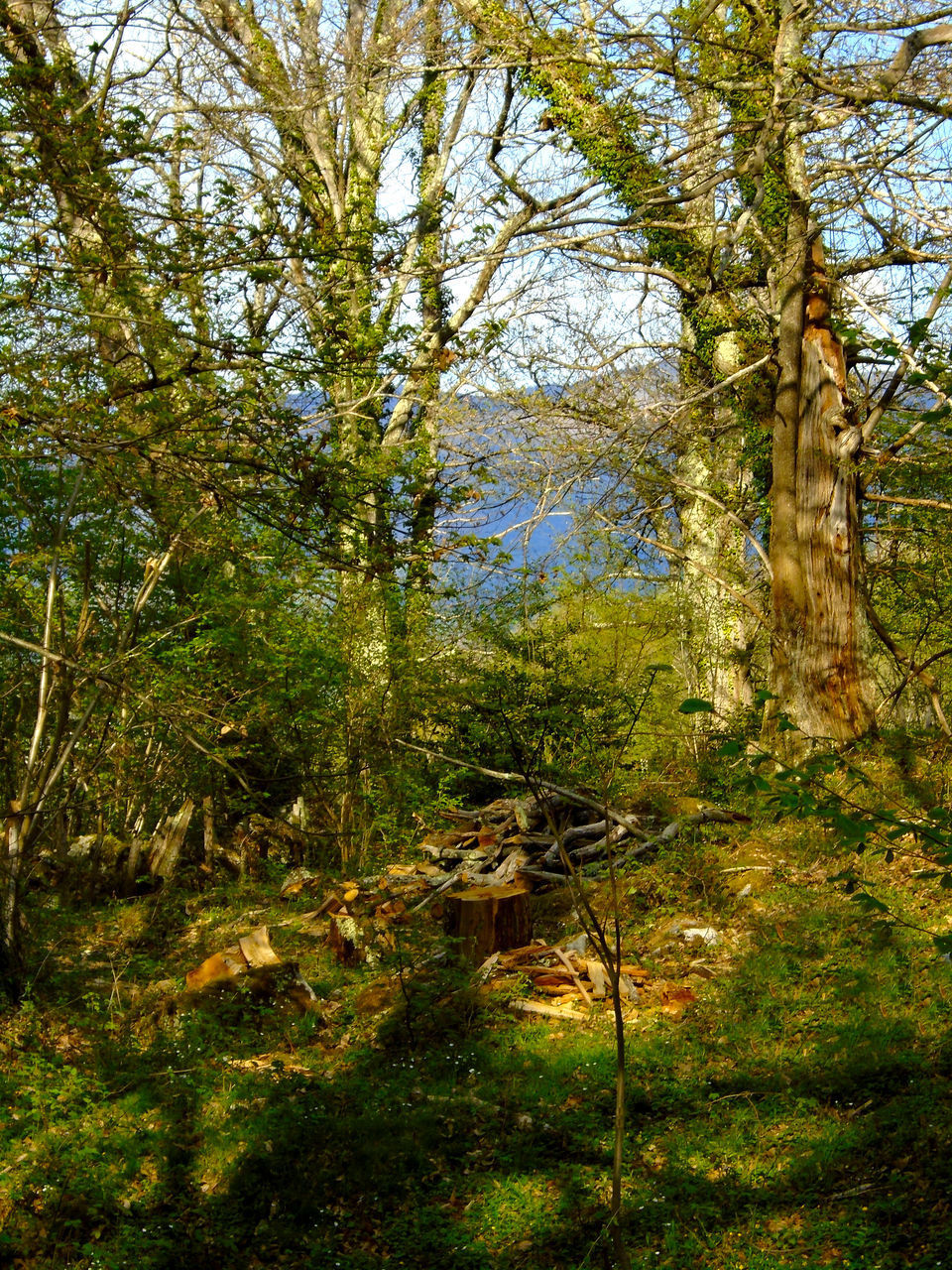 VIEW OF TREES IN FOREST