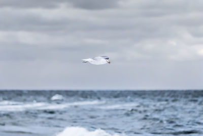 Seagull flying over sea against sky