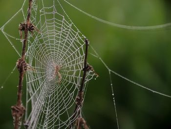 Close-up of spider on web