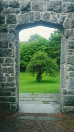 Trees and plants growing on stone wall