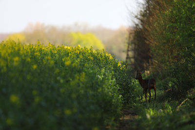 View of giraffe on field against sky
