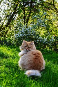 Portrait of cat on grass