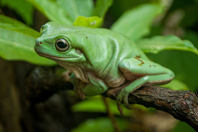 A green dumpy frog perched on the branch